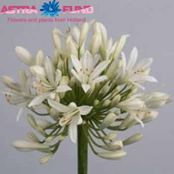 Agapanthus praecox 'Meoni' foto