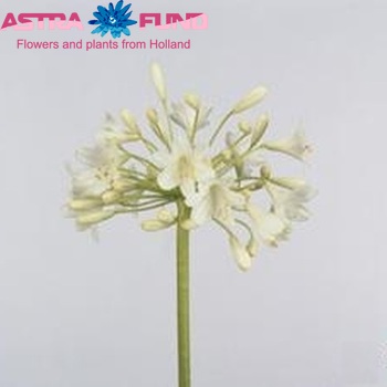 Agapanthus 'Prinses Marilene' foto
