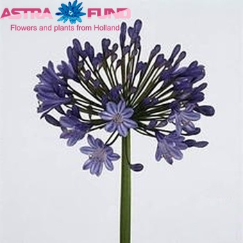 Agapanthus 'Queen of the Ocean' foto