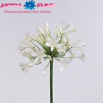 Agapanthus Snow Star foto