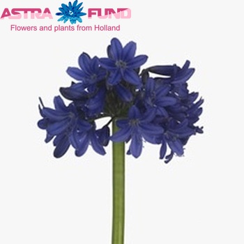 Agapanthus 'Sofie' foto
