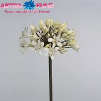 Agapanthus 'Spalding' foto
