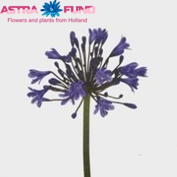 Agapanthus 'Sunfield' foto