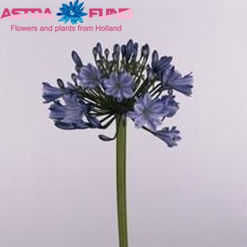 Agapanthus 'Susan' foto