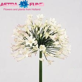Agapanthus 'Umbellatus Albus' foto