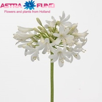 Agapanthus 'Volendam' foto