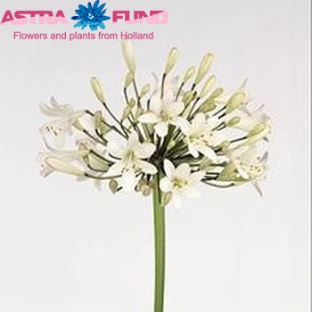 Agapanthus 'White Beauty' foto