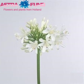 Agapanthus 'White Classic' foto