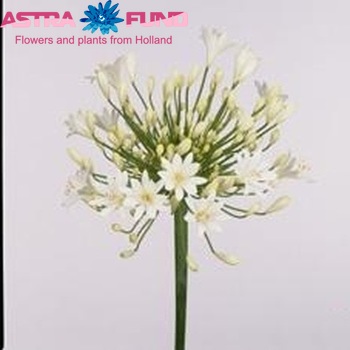 Agapanthus 'White Heaven' foto