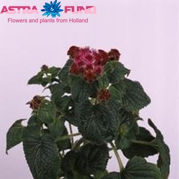 Ageratum 'Escobar' photo