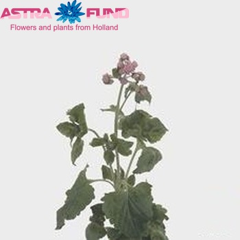 Ageratum Esmee photo