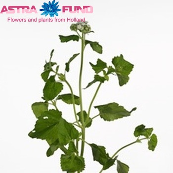 Ageratum 'Estafette' photo