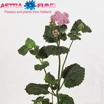 Ageratum houstonianum 'Blue Horizon' photo