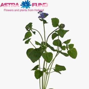 Ageratum houstonianum 'Blue Planet' photo
