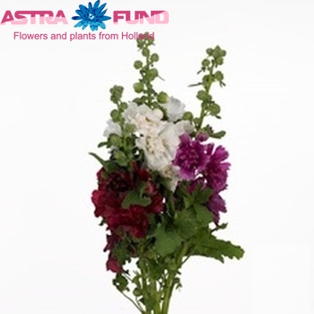 Alcea rosea gemengd photo