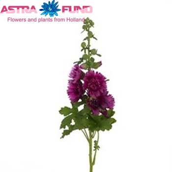 Alcea rosea 'Spring Celebrities Purple' photo