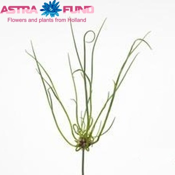 Allium 'Dready' foto