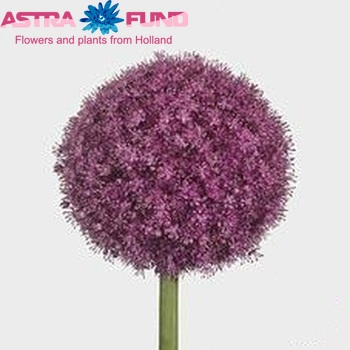 Allium giganteum foto
