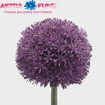 Allium 'Gladiator' foto