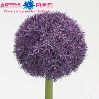 Allium 'Globemaster' foto