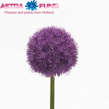 Allium 'His Excellency' zdjęcie