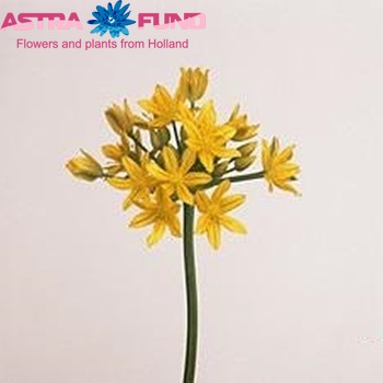 Allium moly 'Jeannine' zdjęcie