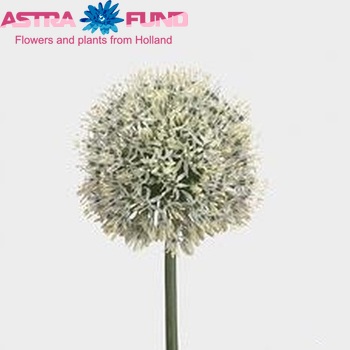 Allium 'Mount Everest' zdjęcie