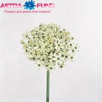 Allium nigrum zdjęcie