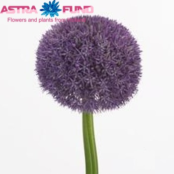 Allium 'Pinball Wizard' zdjęcie