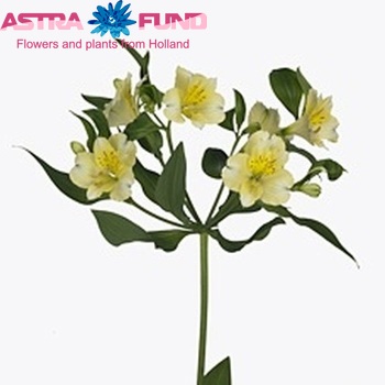 Alstroemeria Gigi Cream fotografie