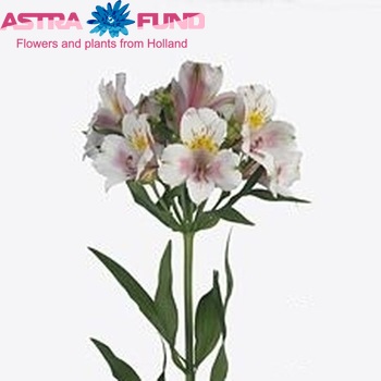 Alstroemeria Houston Foto