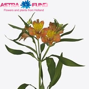 Alstroemeria 'Jaffa' fotografija