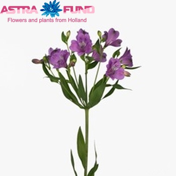 Alstroemeria 'Madrid' foto