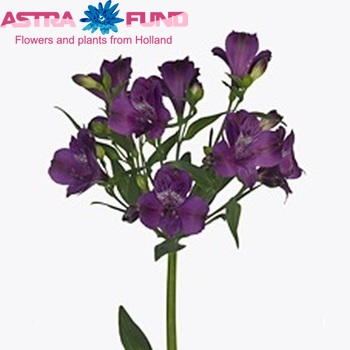 Alstroemeria 'Marlin' foto