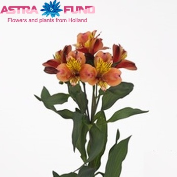 Alstroemeria 'Toronto' fotografie