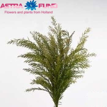 Acacia howittii bloeiend 'Clair de Lune' photo