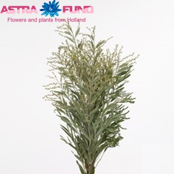 Acacia x hamburyana bloeiend per bos photo