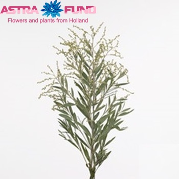 Acacia x hamburyana groen photo