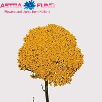 Achillea filipendulina 'Parkers Variety' photo