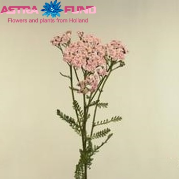 Achillea millefolium 'Lilac Beauty' photo