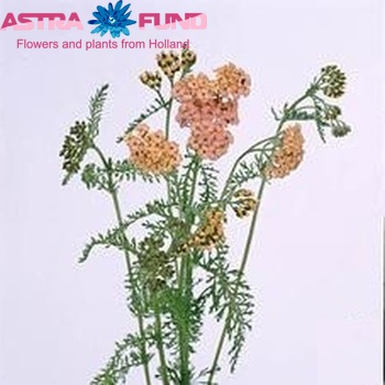 Achillea millefolium 'Masterclass Peach' foto