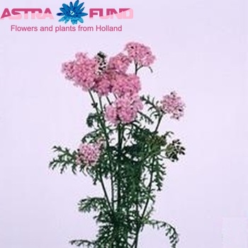 Achillea millefolium 'Masterclass Pink' foto