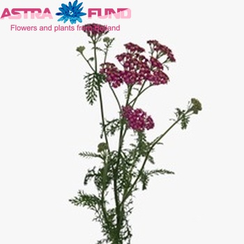 Achillea millefolium 'Masterclass Purple' foto