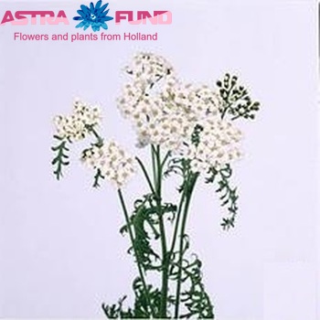 Achillea millefolium 'Masterclass White' fotografie