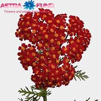 Achillea millefolium 'Paprika' fotografie
