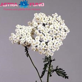 Achillea millefolium 'White Beauty' fotografie