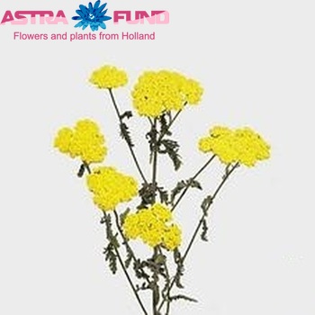 Achillea 'Moonshine' fotografie