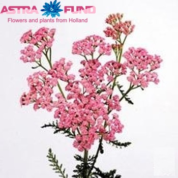 Achillea 'Pink Lady' fotografija