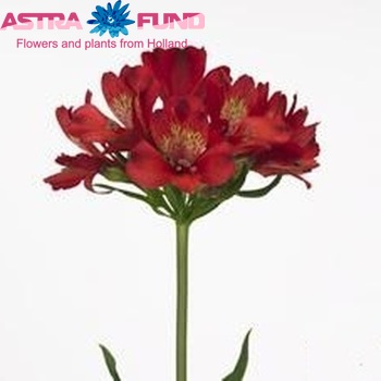 Alstroemeria Cape Town fotografija