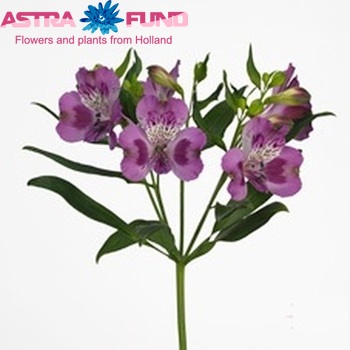 Alstroemeria Berlin fotografija